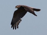 volwasse vleivalk  Vleivalk in aksie - Mars Harrier : frieda